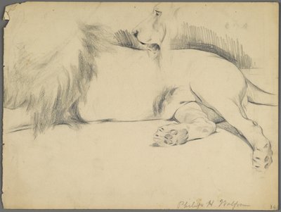 Studie lva (grafit na papíře) od Philip H. Wolfrom