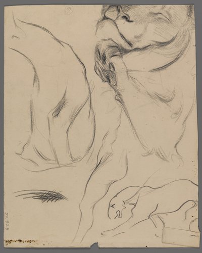 Studie lva (grafit na papíře) od Philip H. Wolfrom