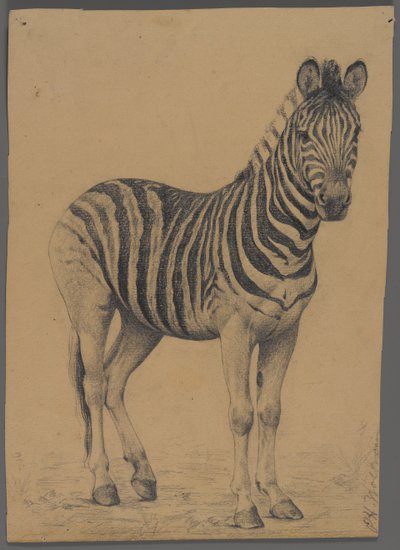Zebra (grafit na papíře) od Philip H. Wolfrom