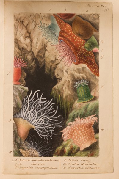 Deska VI, studie pro "Actinologia Britannica: A History of the British Sea Anemones and Corals", cca 1858-60 (grafit, kvaš a čb na papíře). od Philip Henry Gosse