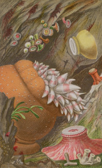 Crimson Imperial, Yellow Imperial a Globehorn, deska IX z Actinologia Britannica: Historie britských sasanek a korálů, 1860 (chromolitho) od Philip Henry Gosse
