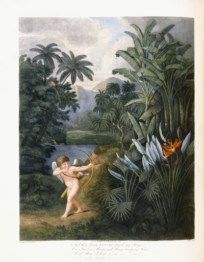 A pak božský Linné, kolem 1796-1807 od Philip Reinagle