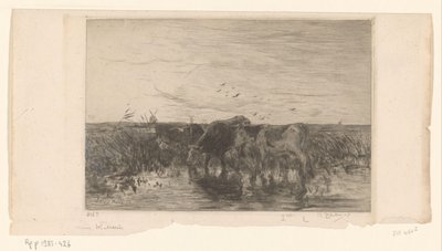 Krávy u vody na louce Vaches au bord de l