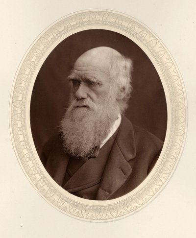 Portrét Charlese Darwina 1809-1882, 1877. od Photo studio Lock and Whitfield
