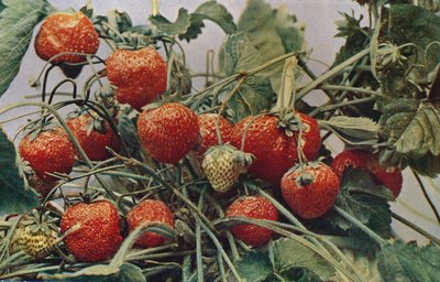 Jahody - John Kidd & Co. Ltd., 1910 od Photochrom Co Ltd of London
