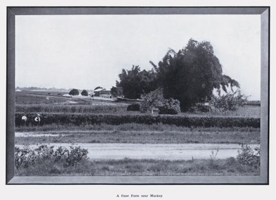 Třtinová farma poblíž Mackay (černobílá fotografie) od Photographer Australian