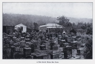 Včelí farma v Novém Jižním Walesu (černobílá fotografie) od Photographer Australian