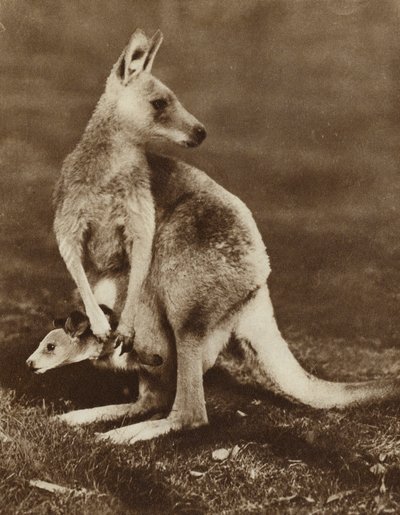 Mládě klokana hledícího z matčina vaku, Austrálie (černobílá fotografie) od Photographer Australian