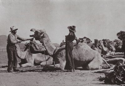 Velbloudí týmy s domorodými obyvateli zásobují odlehlá místa ve střední Austrálii (černobílá fotografie) od Photographer Australian