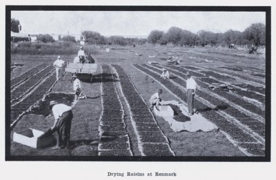 Sušení rozinek v Renmarku (černobílá fotografie) od Photographer Australian