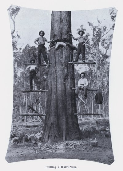 Kácení stromu Karri (černobílá fotografie) od Photographer Australian