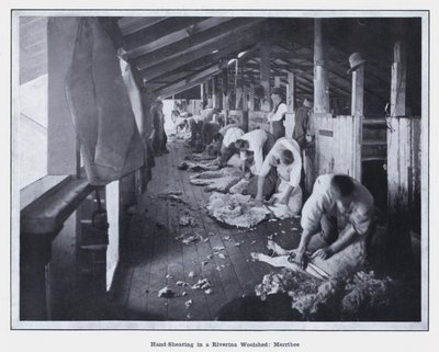 Ruční stříhání v Riverina Woolshed, Merribee (č/b foto) od Photographer Australian