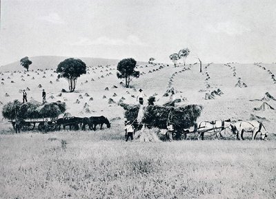 Harvesting, New South Wales, cca 1900, z „Under the Southern Cross - Glimpses of Australia“, vydaného Ministerstvem zahraničních věcí, Melbourne od Photographer Australian