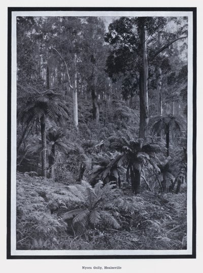 Nyora Gully, Healesville (černobílá fotografie) od Photographer Australian