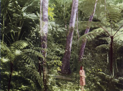 Queensland, Austrálie: Tropická džungle (foto) od Photographer Australian