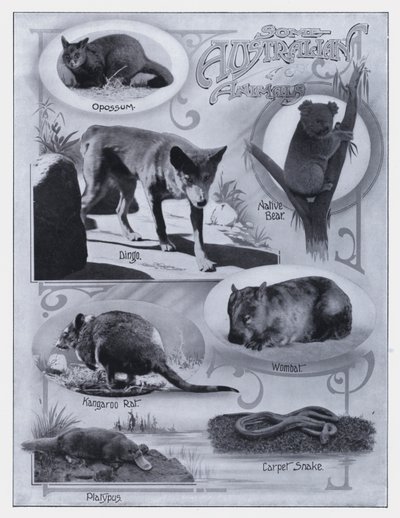 Některá australská zvířata (černobílá fotografie) od Photographer Australian
