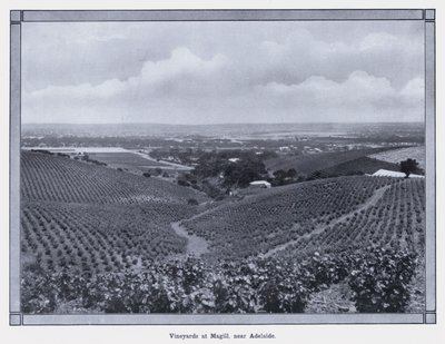 Vinice v Magill, poblíž Adelaide (č/b foto) od Photographer Australian