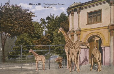 Kolínská zoo, žirafy (foto) od Photographer German