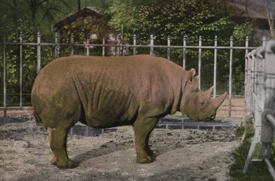 Kolínská zoo, nosorožec (foto) od Photographer German