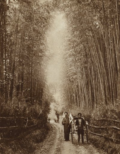 Bambusový háj, Japonsko (černobílá fotografie) od Photographer Japanese