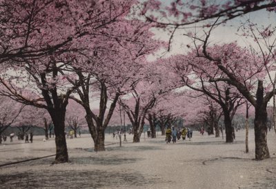 Japonsko, kolem roku 1912: Cherry Blossom v parku Uyeno, Tokio (foto) od Photographer Japanese
