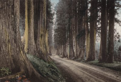 Japonsko, kolem roku 1912: Cryptomeria Road, Nikko (foto) od Photographer Japanese
