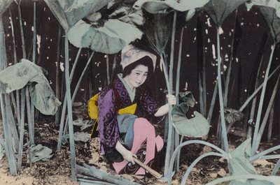 Japonsko, kolem roku 1912: Obrovská bažinatá rebarbora, divoká rostlina, Akita (foto) od Photographer Japanese