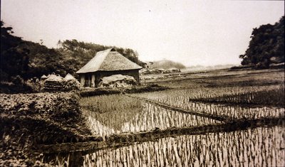 Rýžová pole v Japonsku od Photographer Japanese