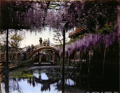 Wisteria v zahradě v Kameido, kolem roku 1900 (barevné foto) od Photographer Japanese