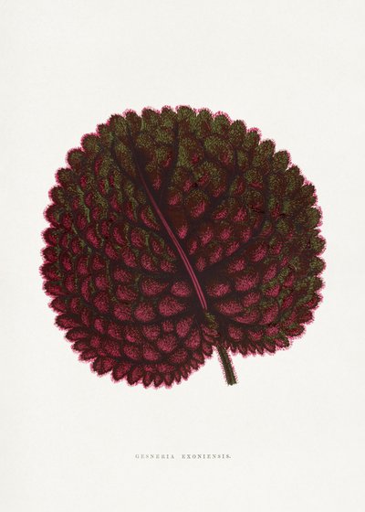  od PictufyLes Plantes a Feuillage Colore