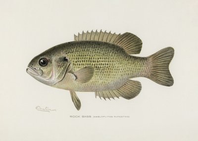 Rock Bass (Amploplites rupestris) – Sherman F. Denton (1856–1937) od Pictufy