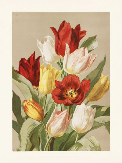 Tulipány od Ellen Thayer Fisherové od Pictufy