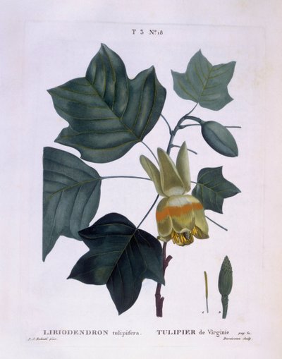 Americký tulipánovník (Liriodendron tulipifera), Henry Louis Duhamel du Monceau, botanická deska Pierre Joseph Redouté od Pierre Joseph Redouté