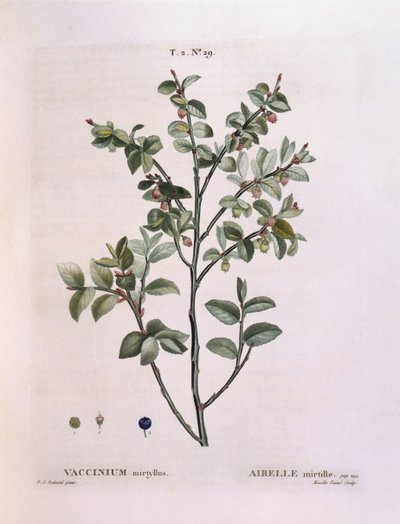 Borůvka (Vaccinium myrtillus), Henry Louis Duhamel du Monceau, botanická deska Pierre Joseph Redouté od Pierre Joseph Redouté