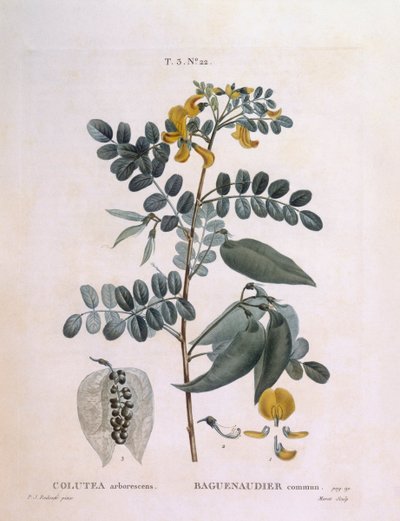 Močový měchýř Senna (arborescence Colutea), Henry Louis Duhamel du Monceau, botanická deska od Pierre Joseph Redouté od Pierre Joseph Redouté
