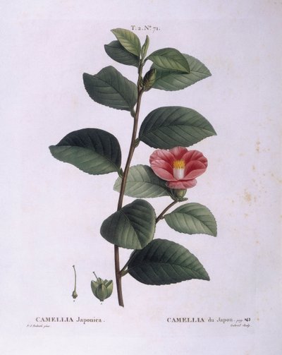 Camellia (Camellia japonica), Henry Louis Duhamel du Monceau, botanická deska od Pierre Joseph Redouté od Pierre Joseph Redouté