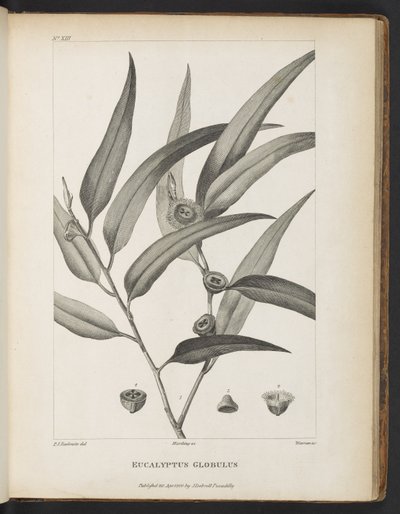 Eucalyptus Globulus aus 