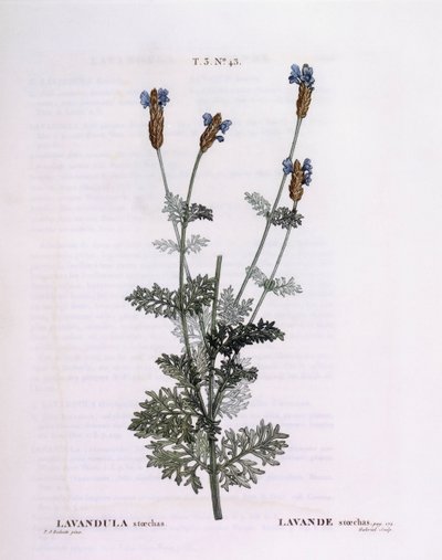 Francouzská levandule (Lavandula stoechas), Henry Louis Duhamel du Monceau, botanická deska Pierre Joseph Redouté od Pierre Joseph Redouté
