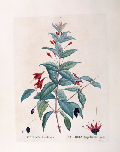 Fuchsie, botanische Tafel von Pierre Joseph Redouté von Pierre Joseph Redouté