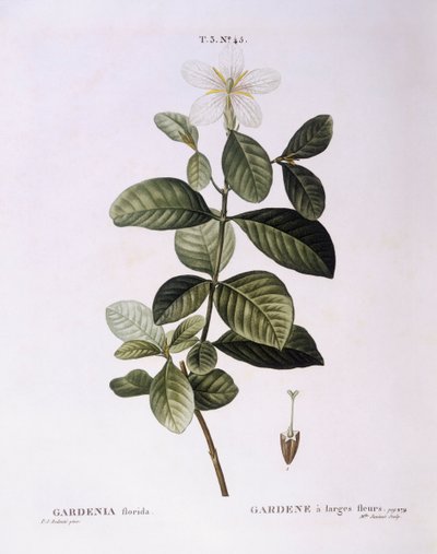 Gardenia (Gardenia florida), Henry Louis Duhamel du Monceau, botanická deska od Pierre Joseph Redouté od Pierre Joseph Redouté