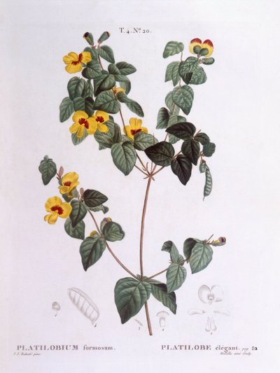 Pěkný hrachor (Platylobium formosum), Henry Louis Duhamel du Monceau, botanická deska od Pierre Joseph Redouté od Pierre Joseph Redouté