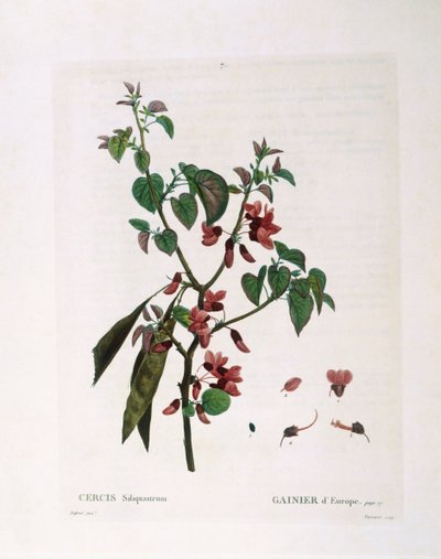 Jidášův strom (Cercis siliquastrum), Henry Louis Duhamel du Monceau, botanická deska Pierre Joseph Redouté od Pierre Joseph Redouté