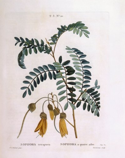 Kowhai (Sophora tetraptera nebo Edwardsia grandiflora), Henry Louis Duhamel du Monceau, botanická deska od Pierre Joseph Redouté od Pierre Joseph Redouté