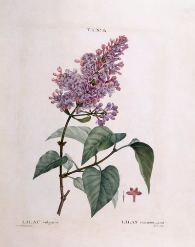 Lilac (Syringa vulgaris), Henry Louis Duhamel du Monceau, botanická deska Pierre Joseph Redouté od Pierre Joseph Redouté
