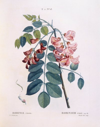Robinie, botanische Tafel von Pierre Joseph Redouté von Pierre Joseph Redouté