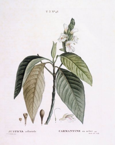 Malabarský ořech (Justicia adhatoda), Henry Louis Duhamel du Monceau, botanická deska od Pierre Joseph Redouté od Pierre Joseph Redouté