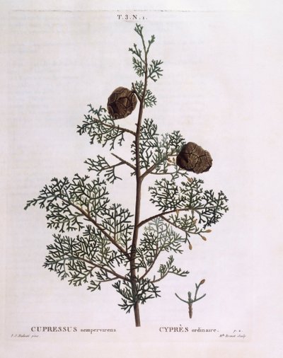 Středozemní cypřiš (Cupressus sempervirens), Henry Louis Duhamel du Monceau, botanická deska Pierre Joseph Redouté od Pierre Joseph Redouté