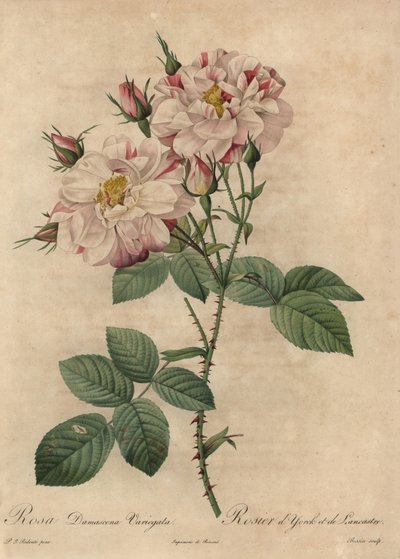 Rosa damascena, Rosa damascena von Pierre Joseph Redouté