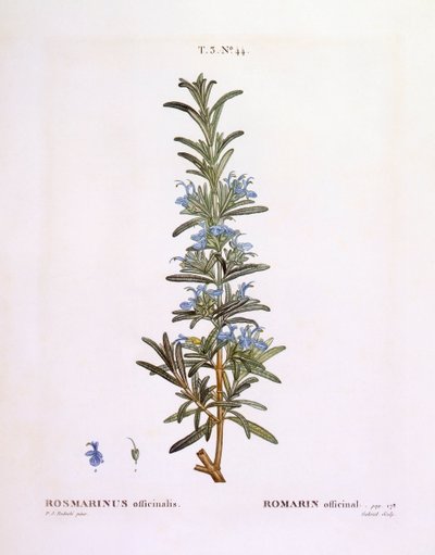 Rozmarýn (Rosmarinus officinalis), Henry Louis Duhamel du Monceau, botanická deska Pierre Joseph Redouté od Pierre Joseph Redouté