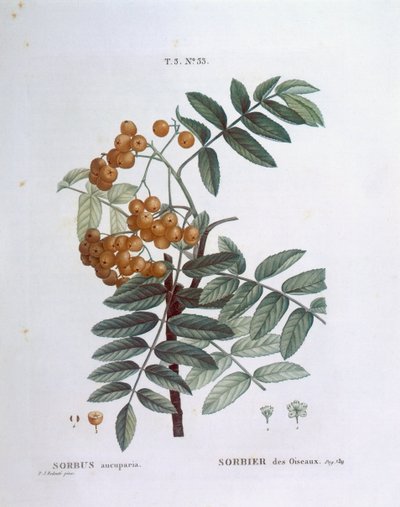 Jeřabina nebo jasan evropský (Sorbus aucuparia), Henry Louis Duhamel du Monceau, botanická deska Pierre Joseph Redouté od Pierre Joseph Redouté